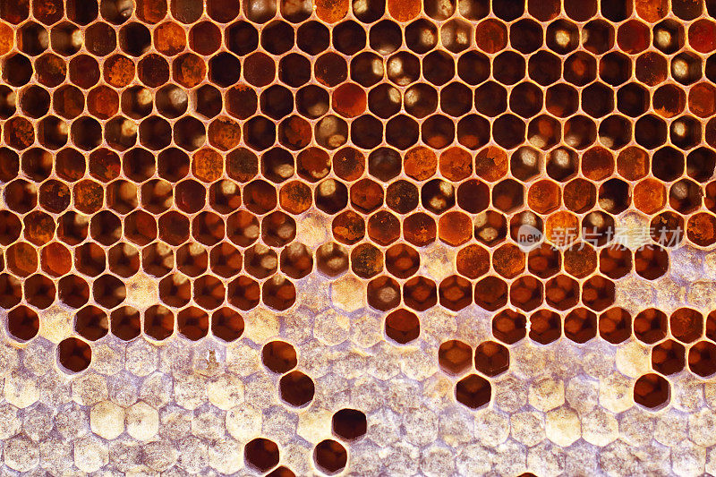 Close up beautiful honeycomb